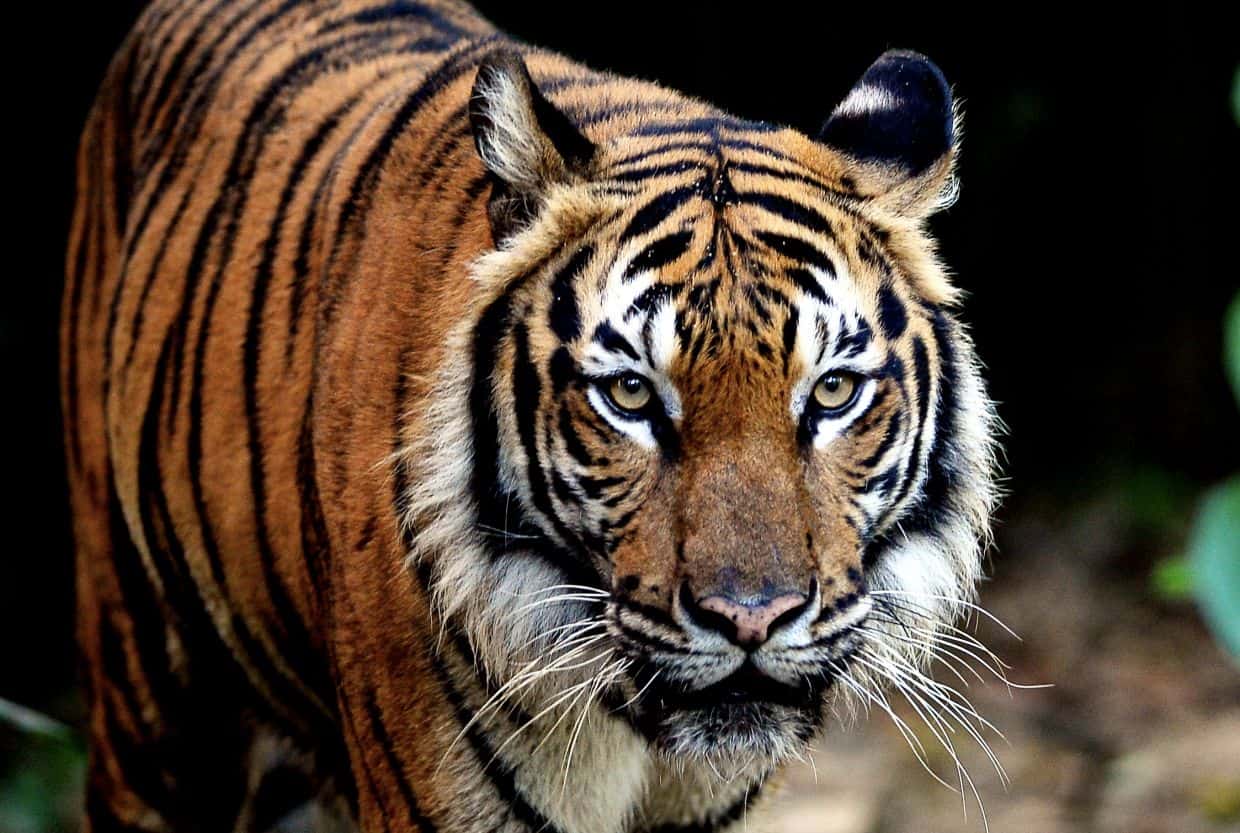 Saving Malaysia’s last wild tigers is an uphill struggle