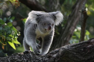 A new 3D genome will aid efforts to defend koalas