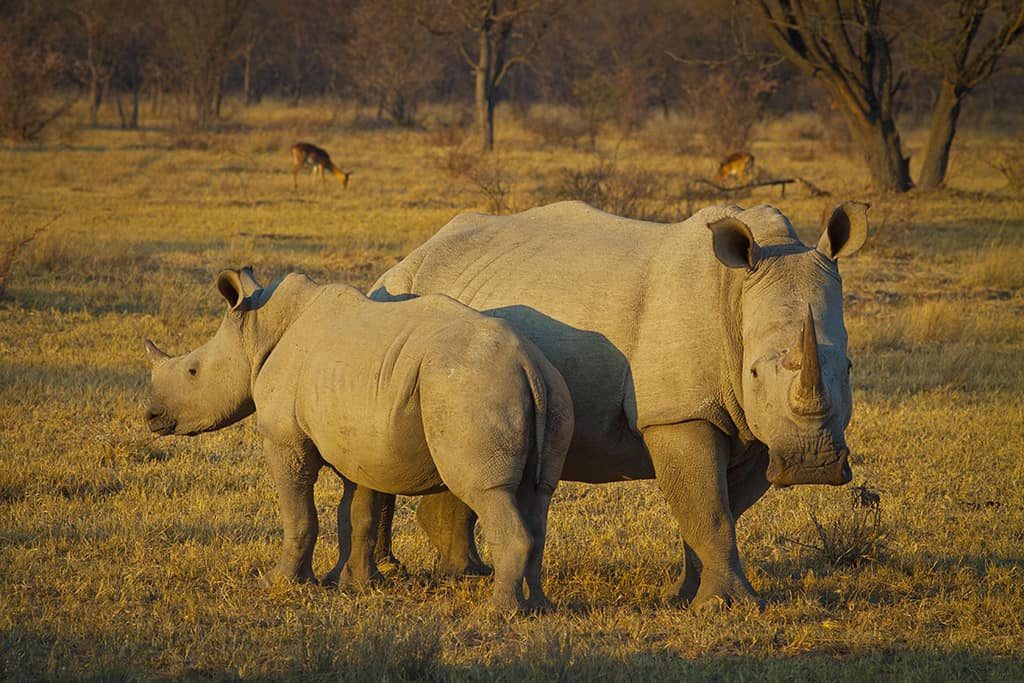 A glimmer of hope for northern white rhinos
