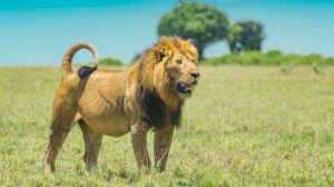 Paying people to tolerate wildlife is not a magic bullet for conservation