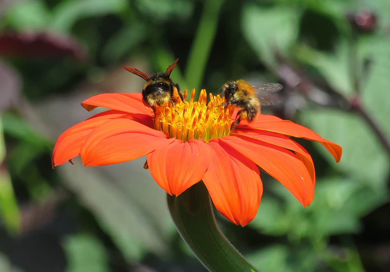 The media will need to heed the plight of pollinators