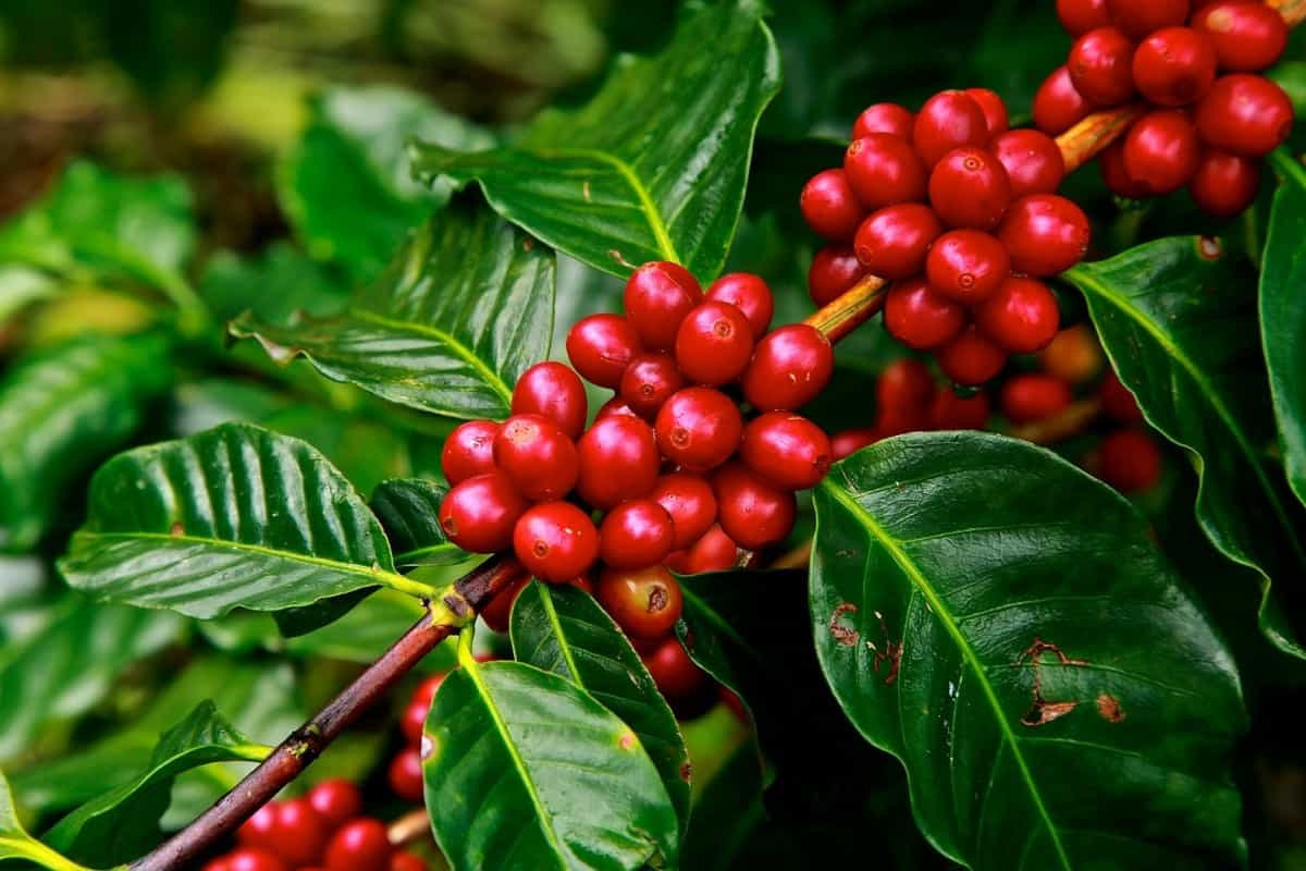 How to cut carbon emissions from coffee