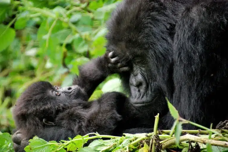 Protecting mountain gorillas in the Congo is no child’s play