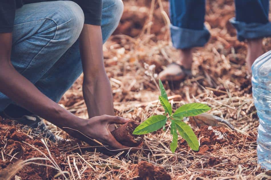 Scaling up reforestation can help us manage climate change