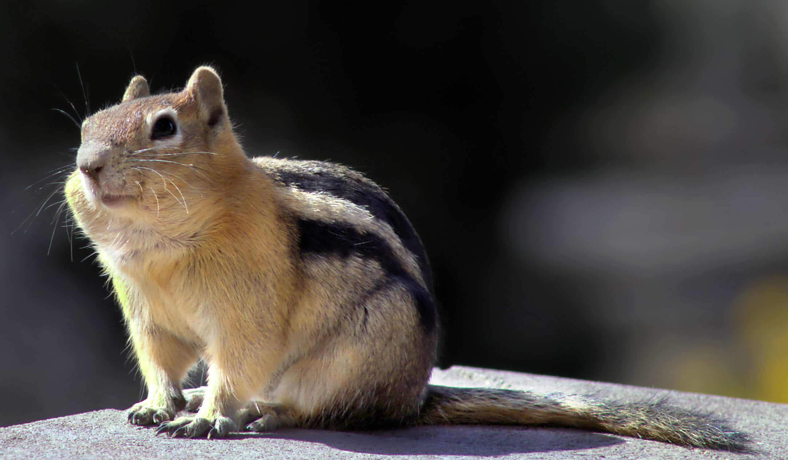 Squirrels in the Rockies are feeling the pitch of warming temperatures