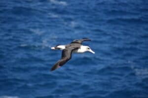 Plastic in the ocean kills threatened albatrosses