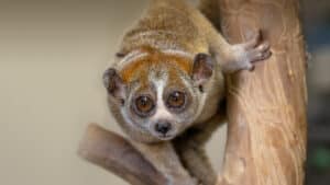 An initiative in Sumatra leads the way in saving endangered pangolins and slow lorises