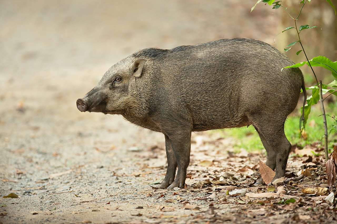 Wild boars aren’t just pests. They help tropical forests