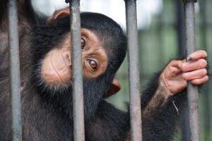 The legal trade in wildlife poses pandemic risks too