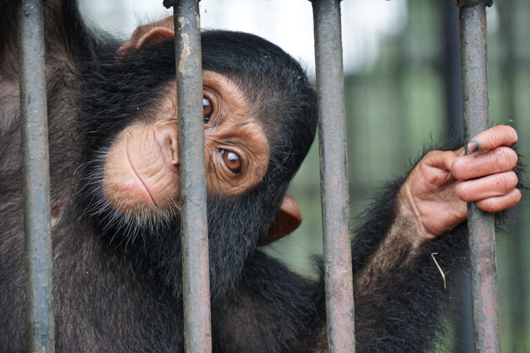The legal trade in wildlife poses pandemic risks too