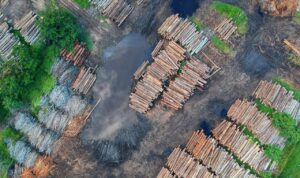 Research shows nature has suffered greatly from Covid-19