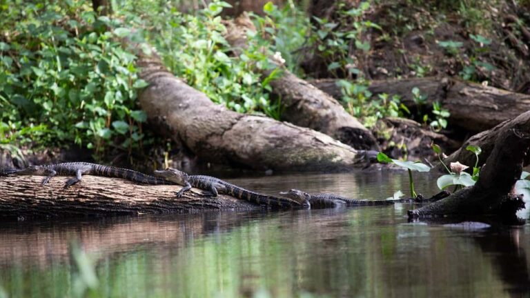 Climate change is driving tropical species further north in the southern U.S.