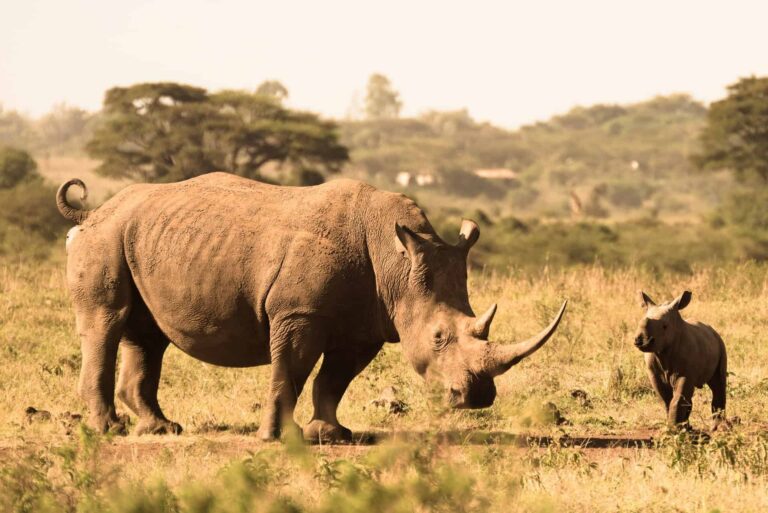 Kenya reaping the benefits of its aggressive anti-poaching drive, bolstered by Ellipse Projects radios and CyberTracker app