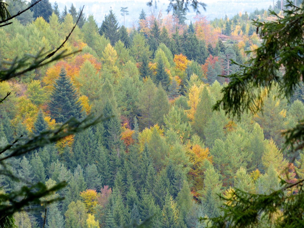 Europe’s forests are under threat from a changing climate
