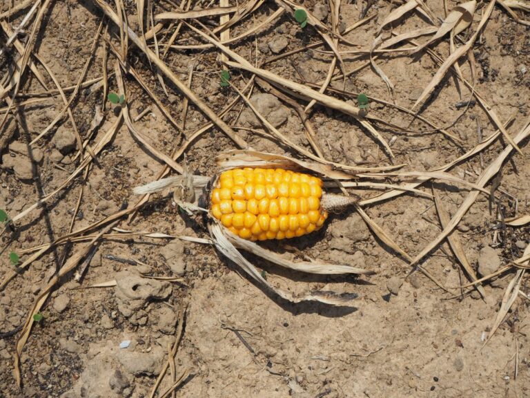 Frequent extreme weather events are increasing crop losses in Europe
