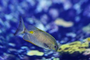 Marine life is fleeing the equator to cooler waters. Mass extinction could follow