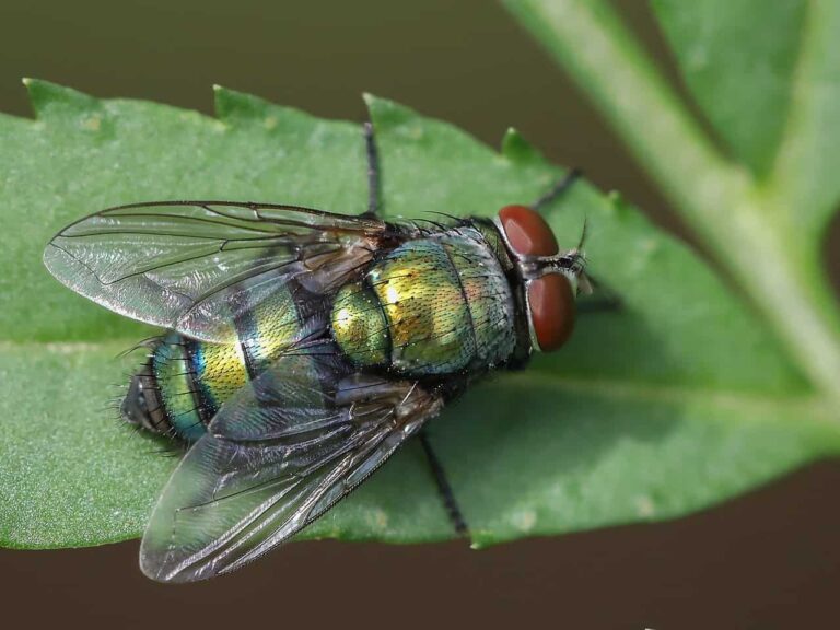 Fly infertility shows we’re underestimating how badly climate change harms animals