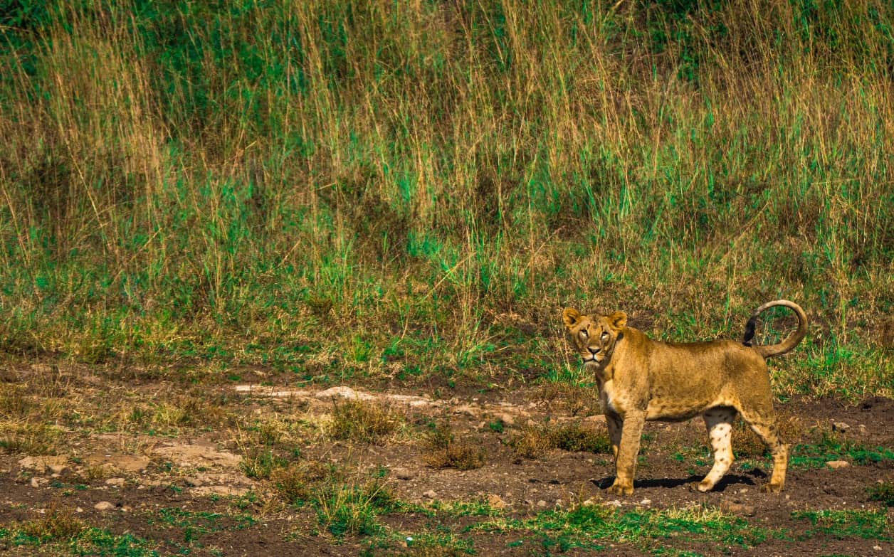 Animal-human conflicts are on the rise in Africa, but there’s a solution