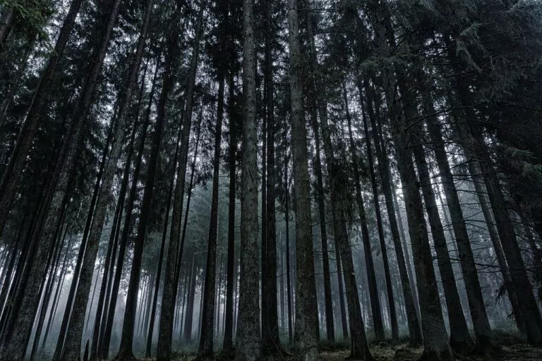 From Canada to Mongolia several forests have grown back