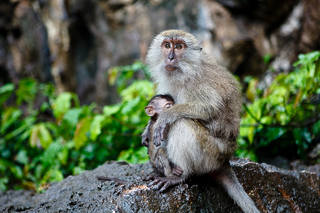 Scores of Thai macaques are rescued from China’s exotic meat trade