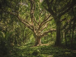 UN: We can still save the planet’s fragile ecosystems
