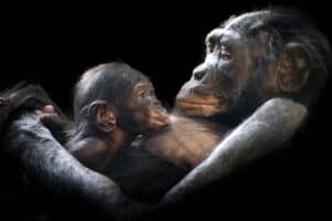 Great apes in Africa are set to lose most of their current ranges