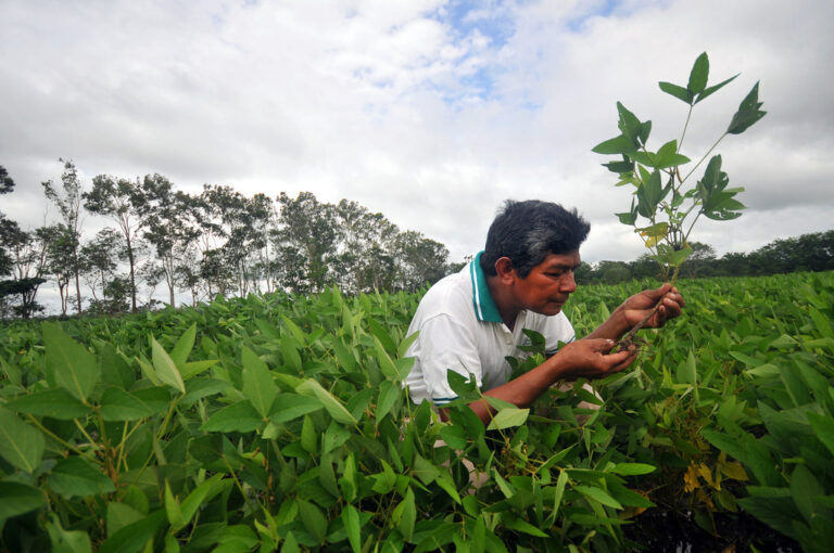By reducing air pollution we can boost crop yields
