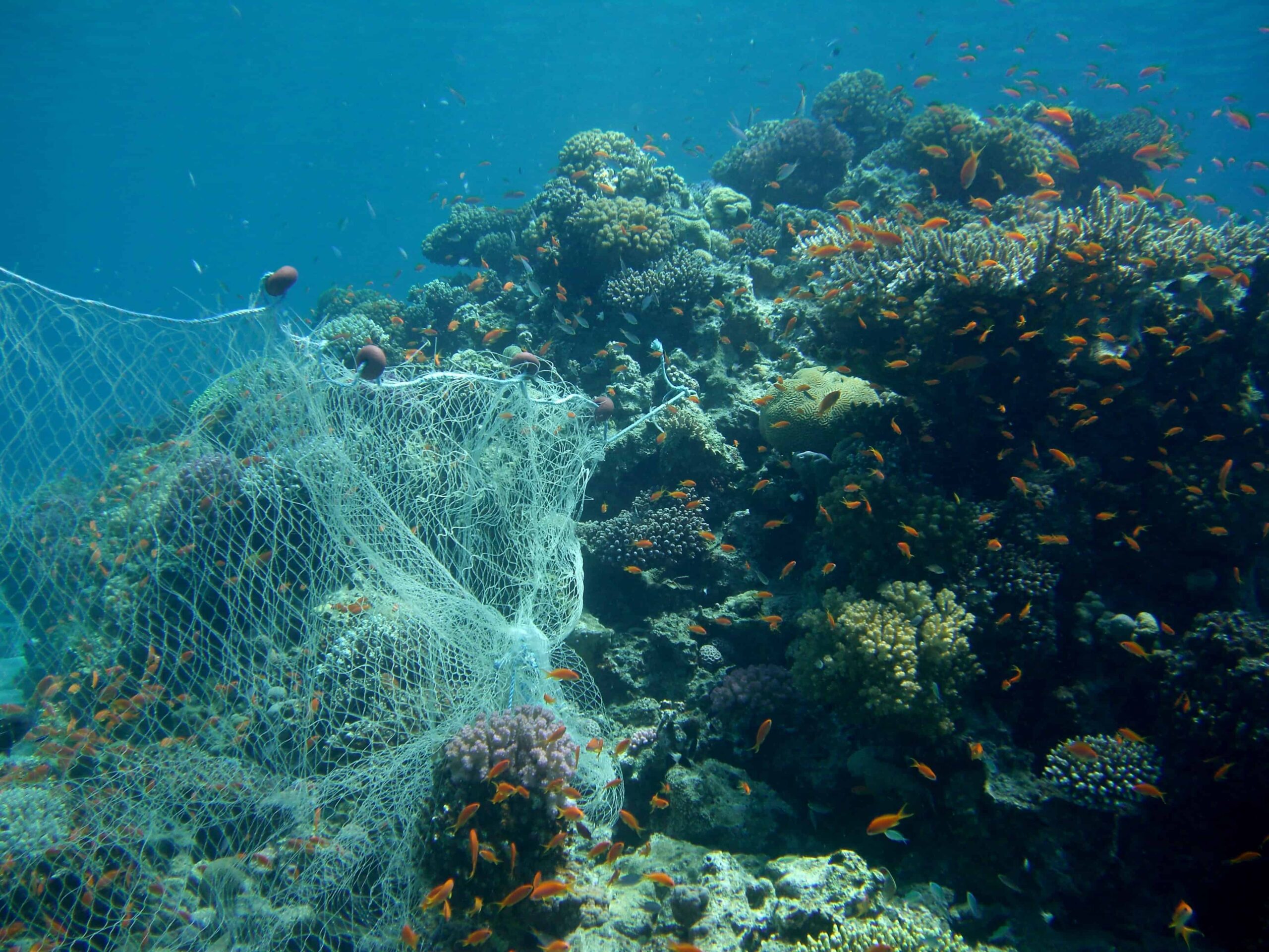 Discarded fishing nets are a menace to corals and marine life