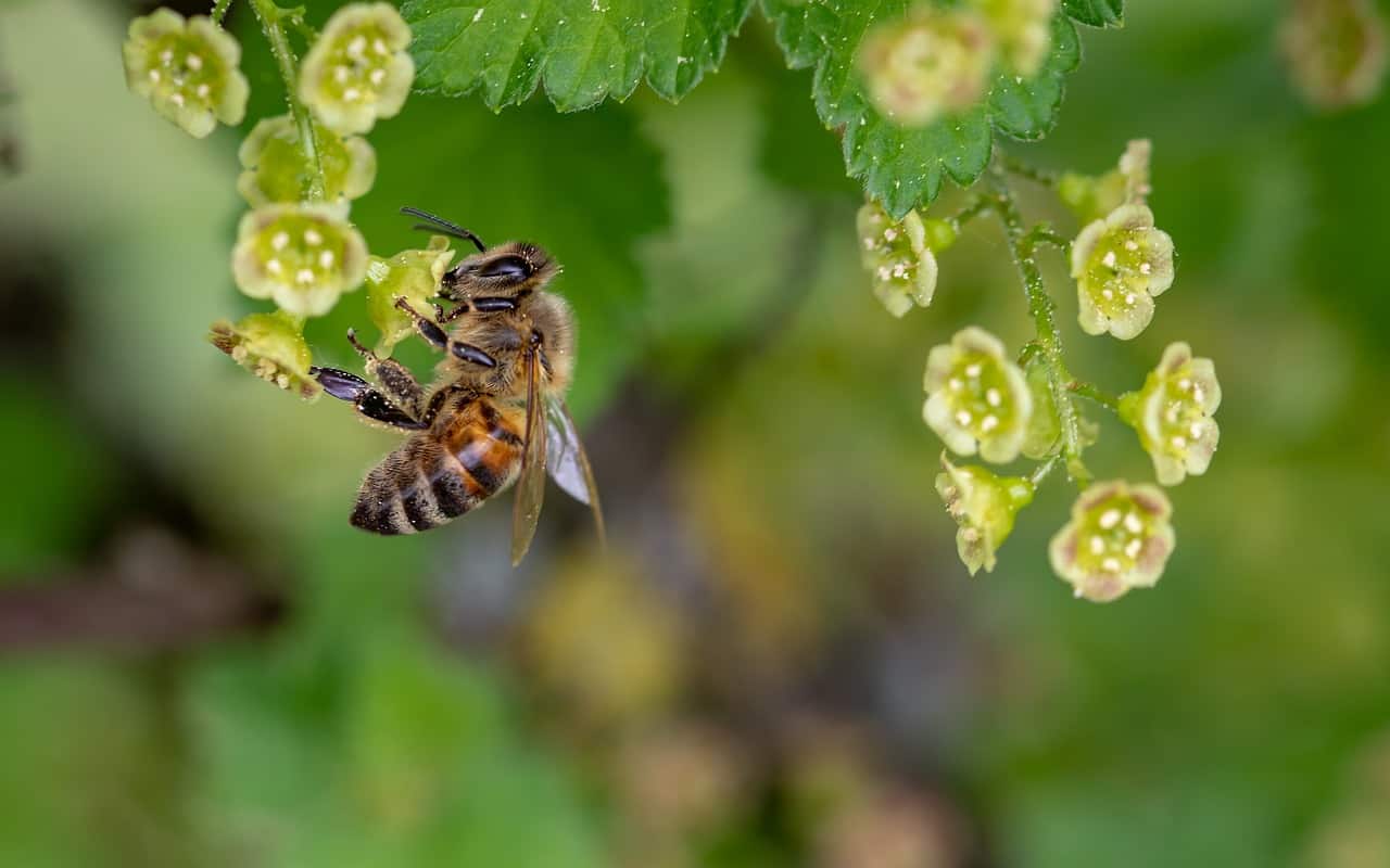 Greening empty lots in cities can help bees out
