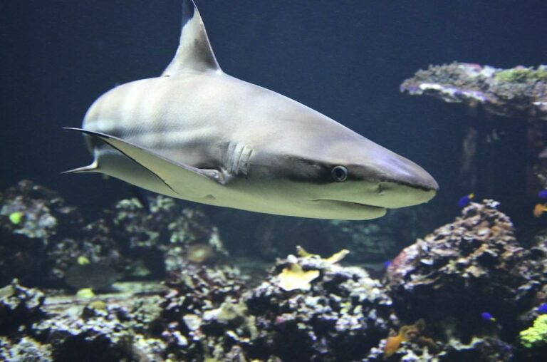 In a ‘tropical paradise’ reef sharks get slaughtered wholesale