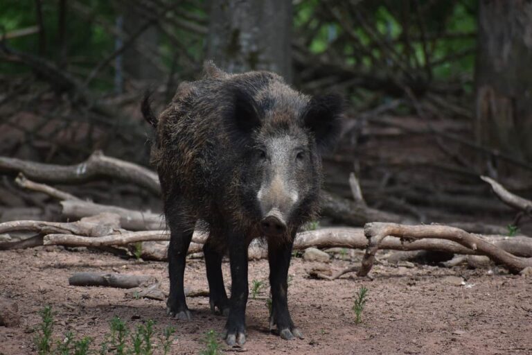 Carbon hoofprint: wild pigs release as many emissions as 1 million cars a year