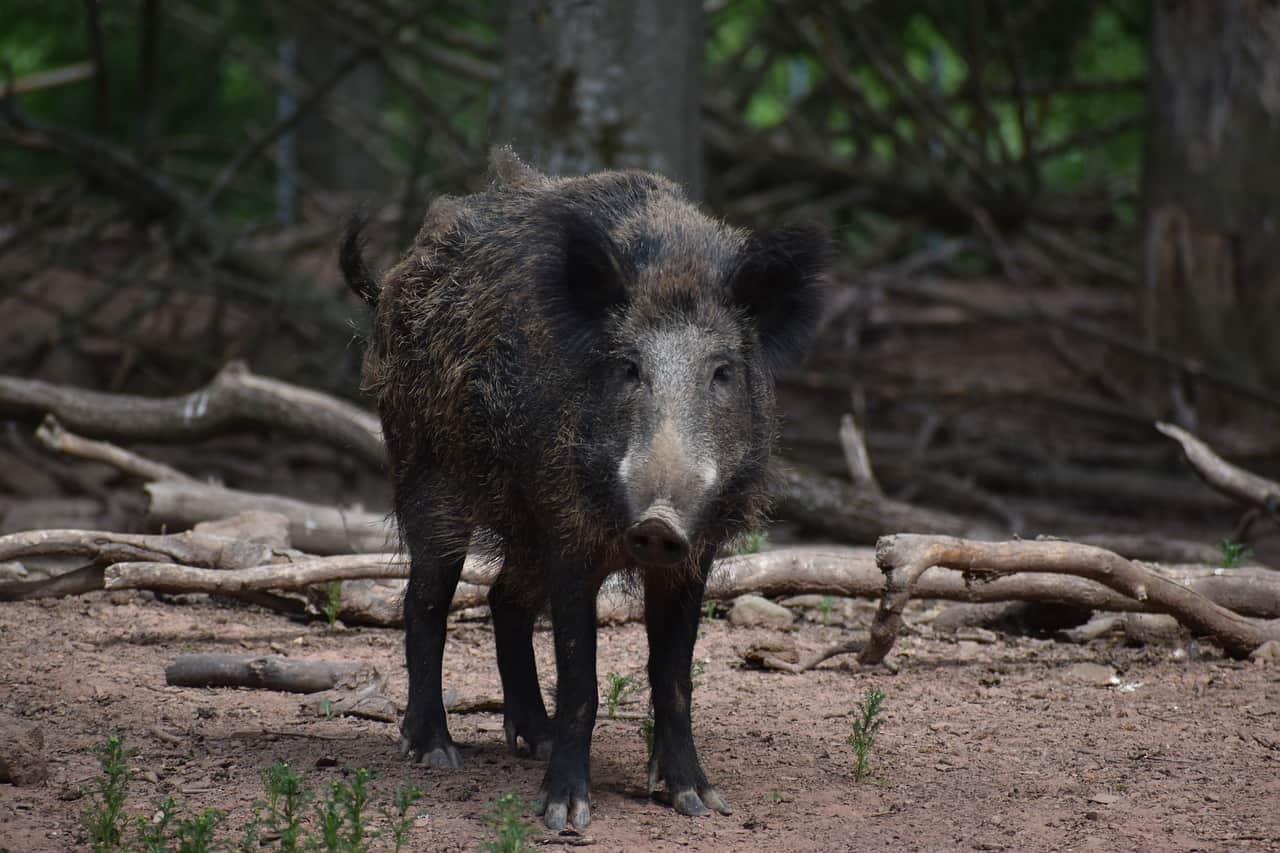 Wild pigs release as many emissions as 1 million cars a year