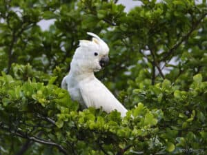 Wild cockatoos are pretty darn smart, scientists find