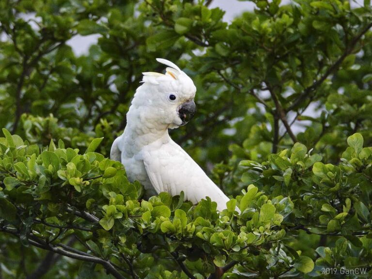 Wild cockatoos are pretty darn smart, scientists find
