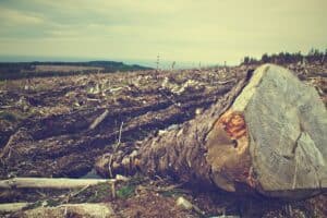 ‘Ecocide’ must be recognized as a global crime