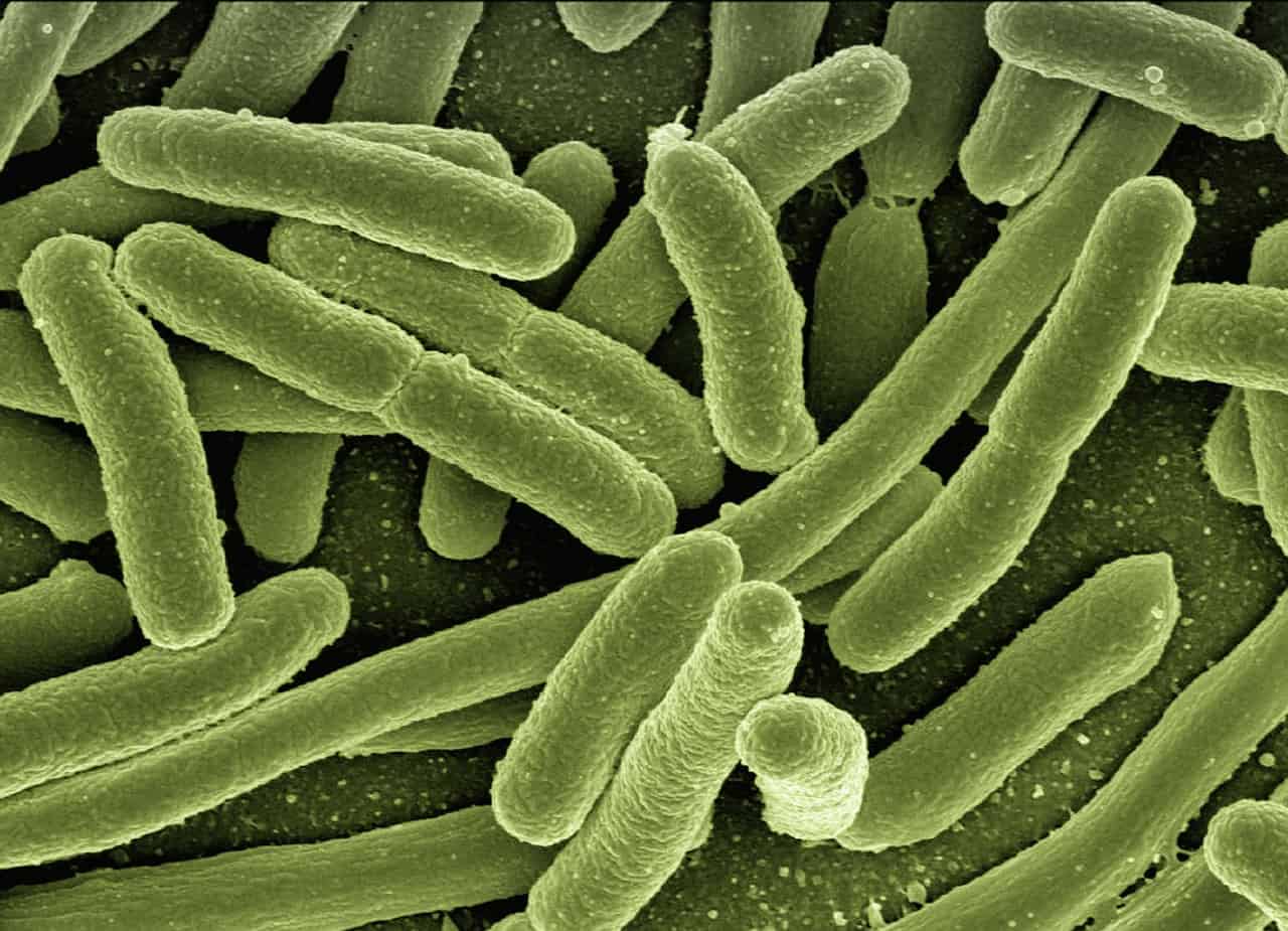 Bacteria could help us store energy and create biofuels