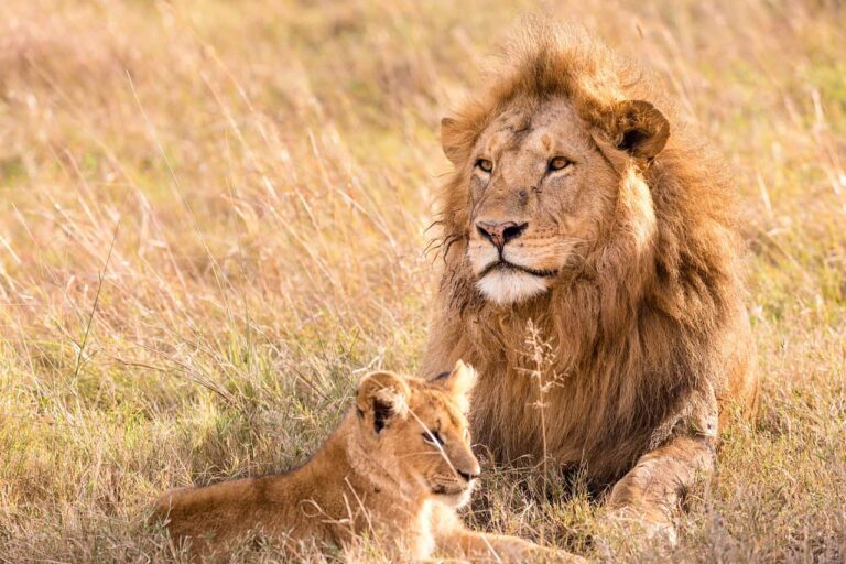 Africa’s endangered lions can thrive in protected areas