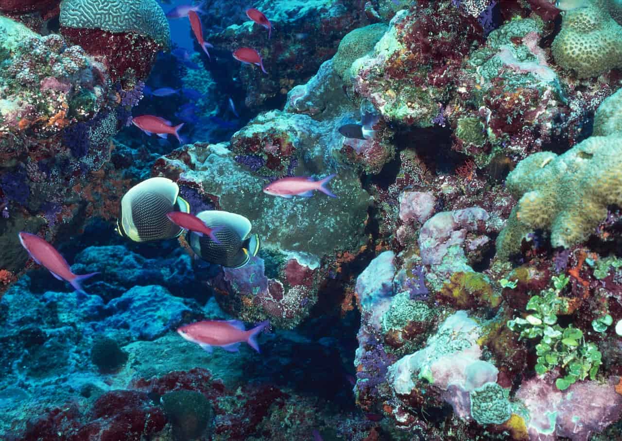Food webs at coral reefs are more delicate than previously thought