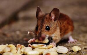 Animals are ‘shapeshifting’ in the face of climate change