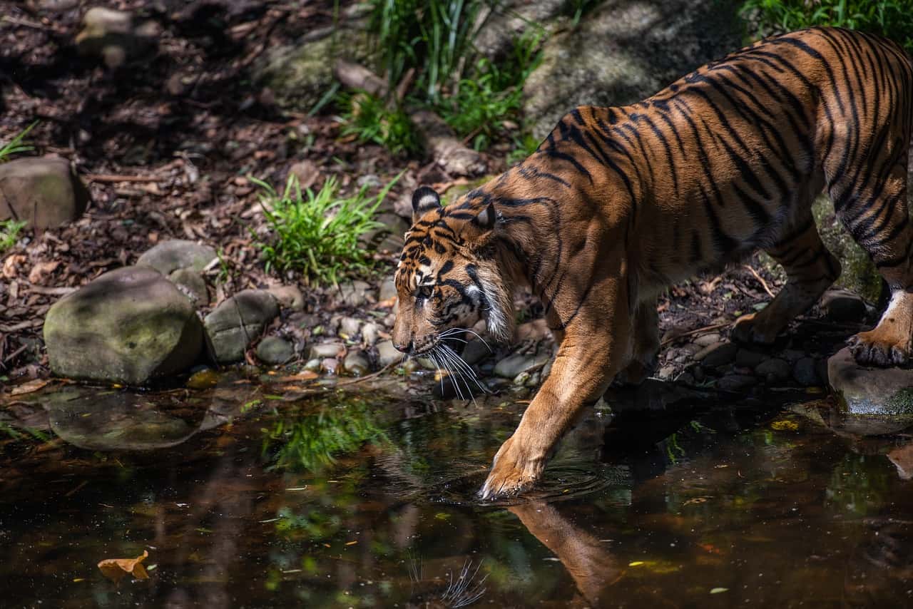 The poaching of Sumatra’s endangered tigers remains an acute problem