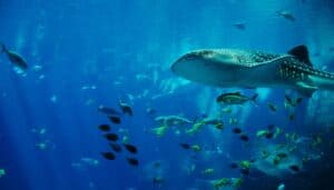 Many sharks and rays are ‘nearly extinct,’ but we can still save them