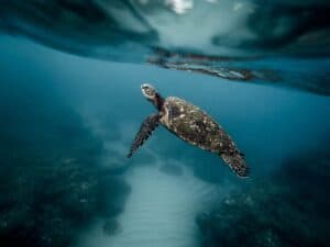 The Escazú Agreement shows how countries can collaborate to save species