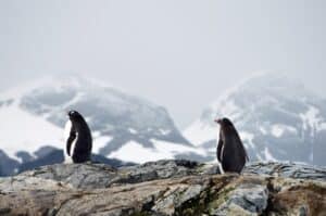 Invasive species are threatening Antarctica’s fragile ecosystems