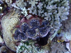 Giant clams face new threats, but we can buy them time