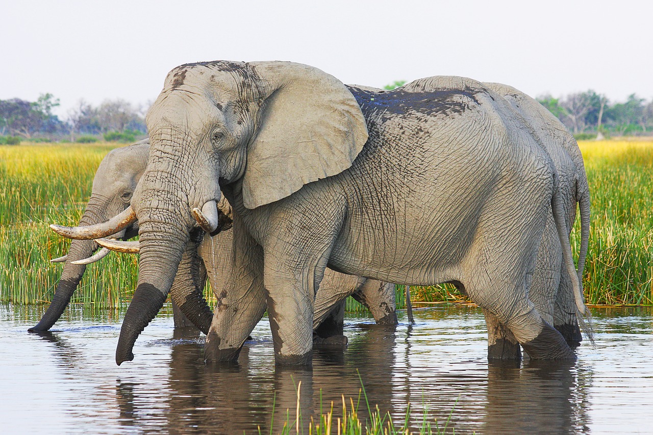 Ethiopia’s elephants are being squeezed out of their protected habitat