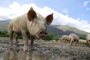 Meat-heavy diets in China pose both health and environmental risks