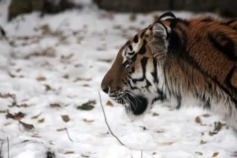 Critically endangered Amur tigers might be expanding their range