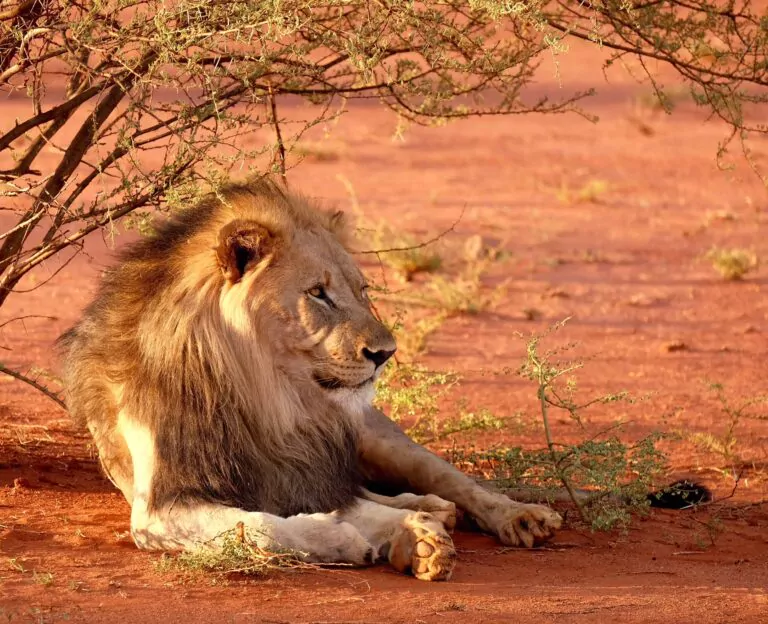 lion in south africa