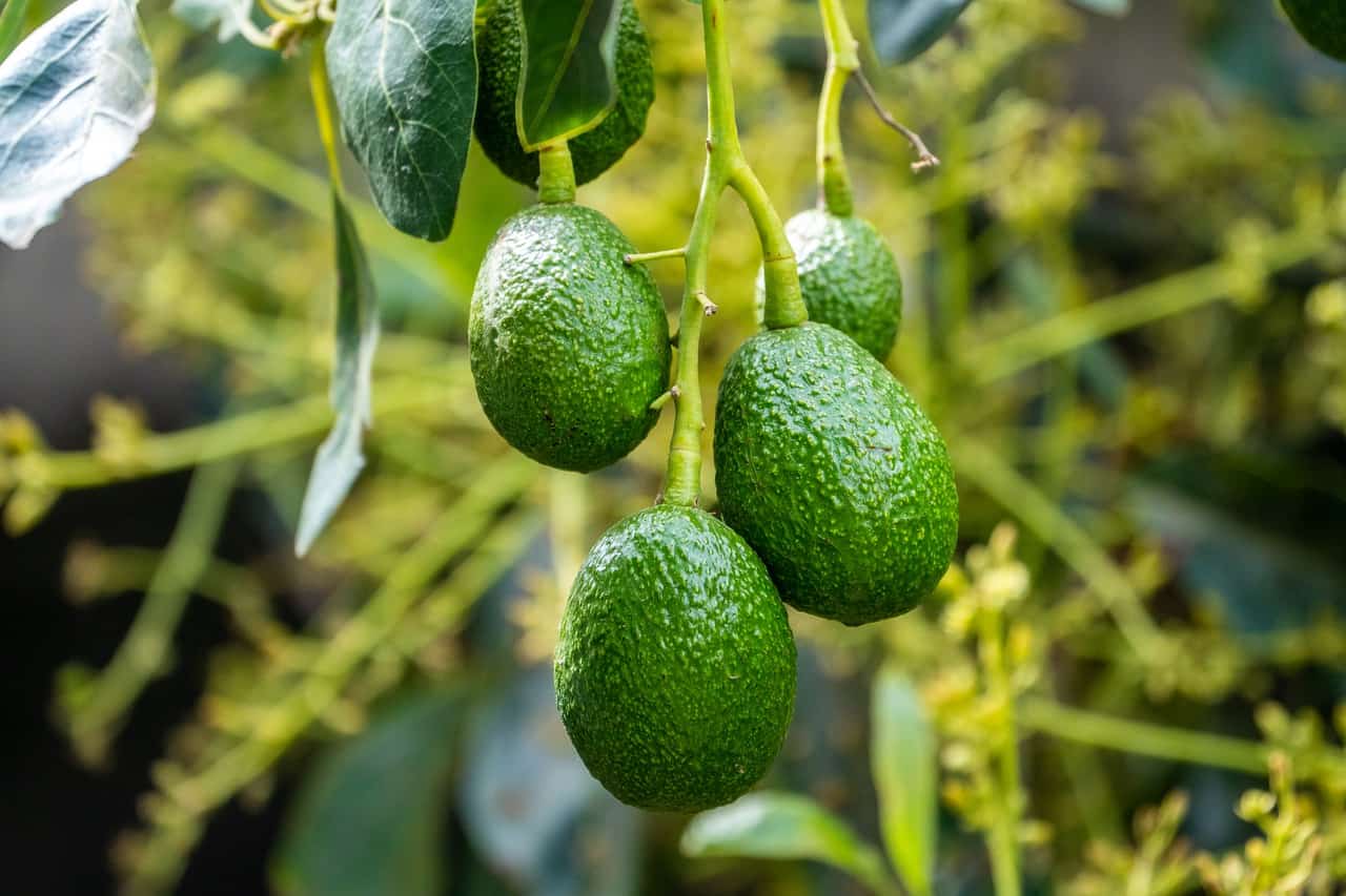 Climate change will ‘greatly impact’ avocado and cashew farmers