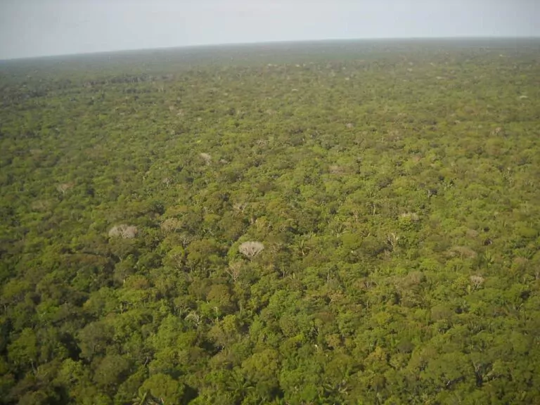 The great Amazon land grab: Brazil’s government is turning public land private, driving deforestation